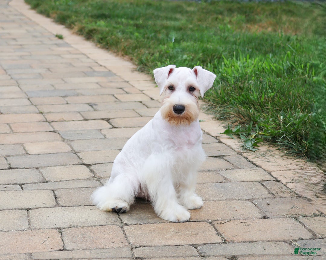 Miniature Schnauzer dogs for sale: Alex - Ad 11