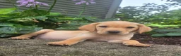 Labrador Retriever dogs for sale: Hank - Ad 5