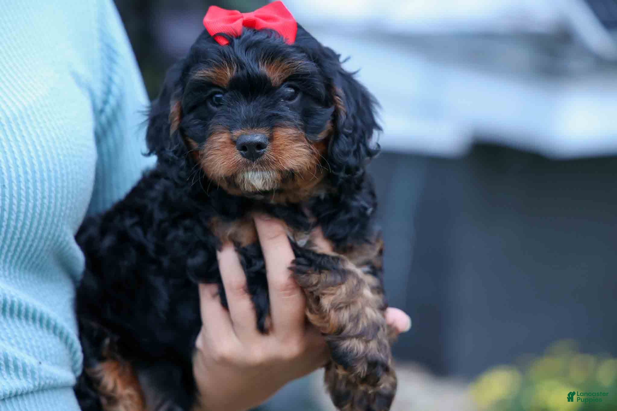 Cavapoo dogs Wilson 🐾 - Ad 2