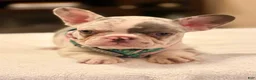 French Bulldog dogs for sale: 8 - Blue Merle Female - Ad 1