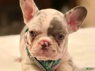 French Bulldog dogs 8 - Blue Merle Female - Ad 36