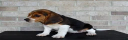 Beagle dogs for sale: Pokey - Ad 3