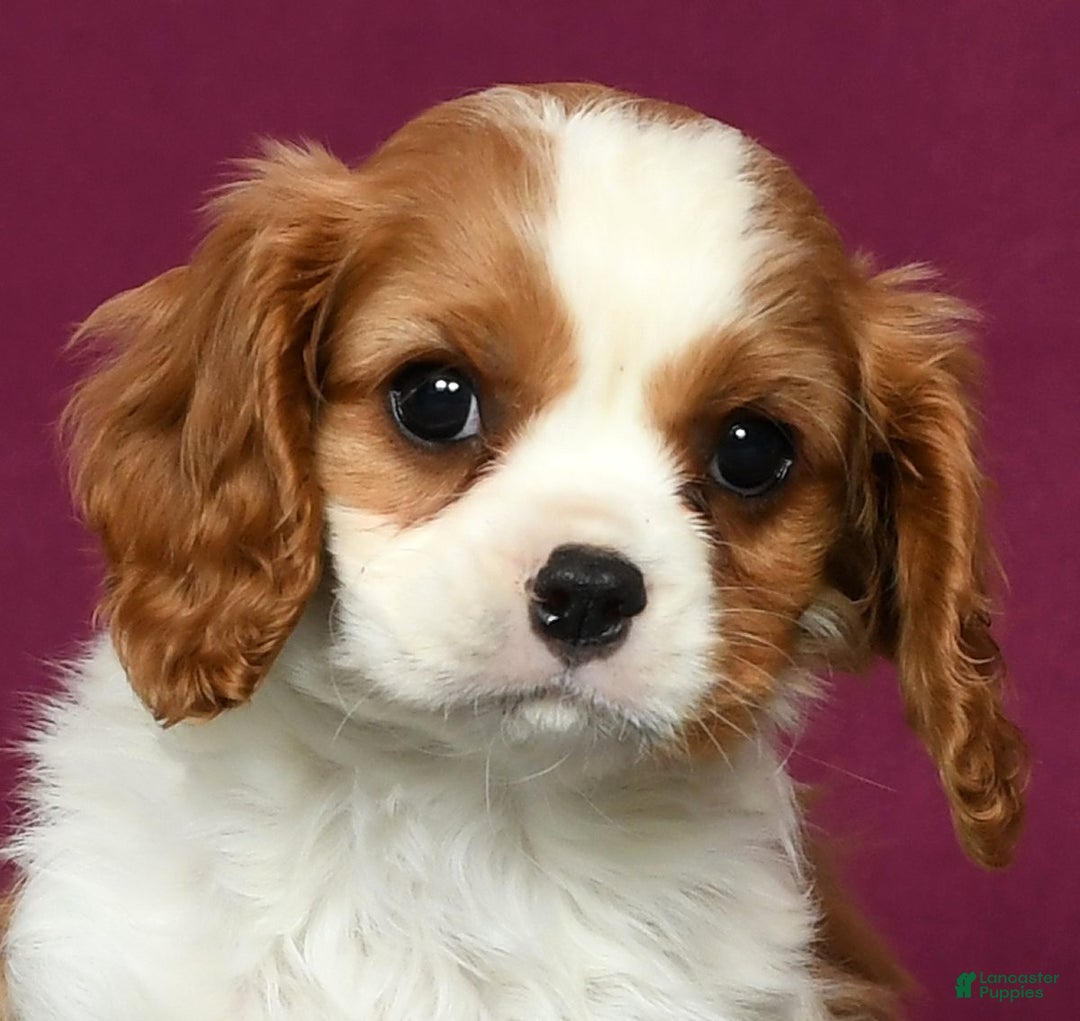 Cavalier King Charles Spaniel dogs for sale: Conrad - Ad 9