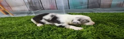 Miniature Australian Shepherd dogs for sale: Freedom - Ad 6