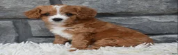Cavapoo dogs for sale: Remi - Ad 8
