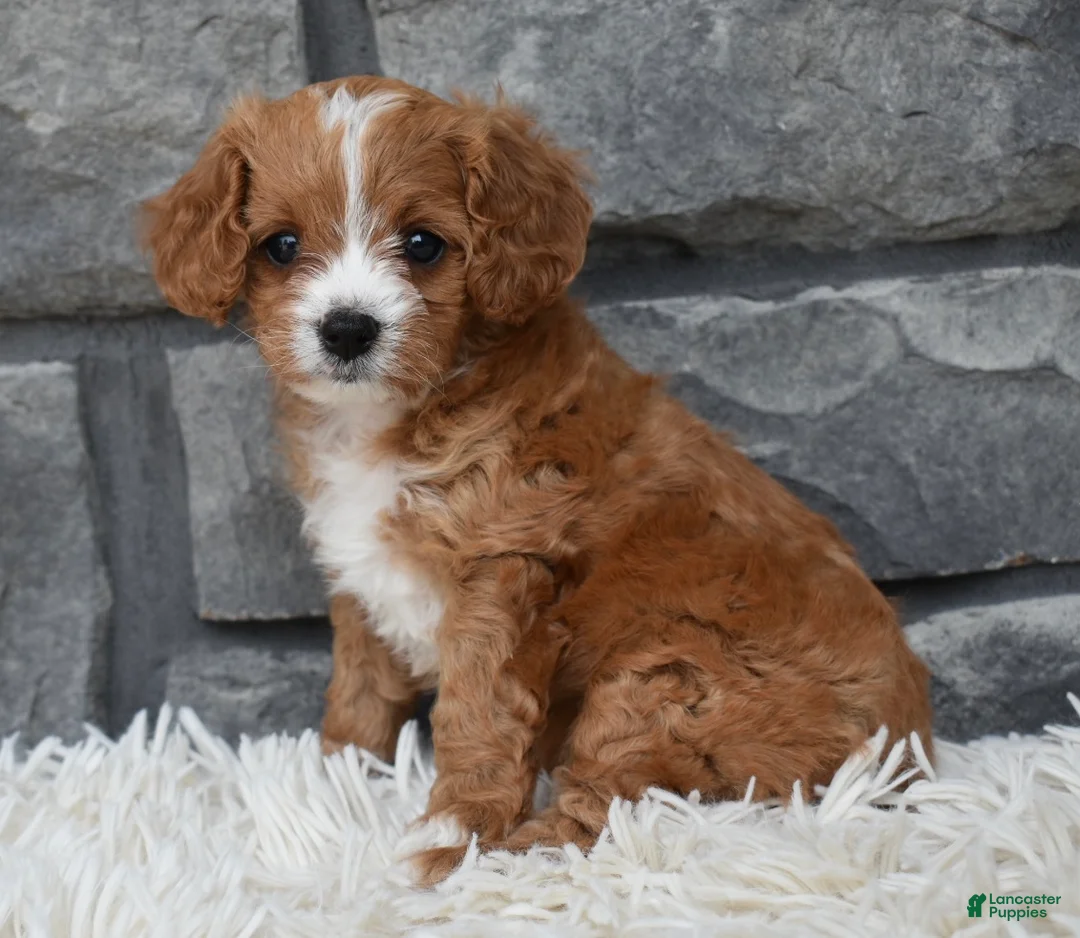 Cavapoo dogs for sale: Remi - Ad 8