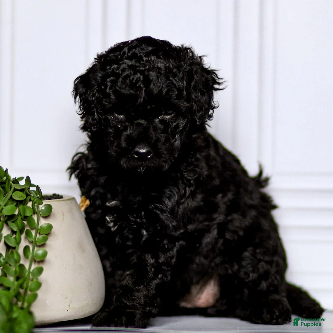 Mini Goldendoodle dogs for sale: Chloe - Ad 1