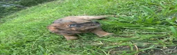 Mixed Breed dogs for sale: Girl 1 - Ad 3