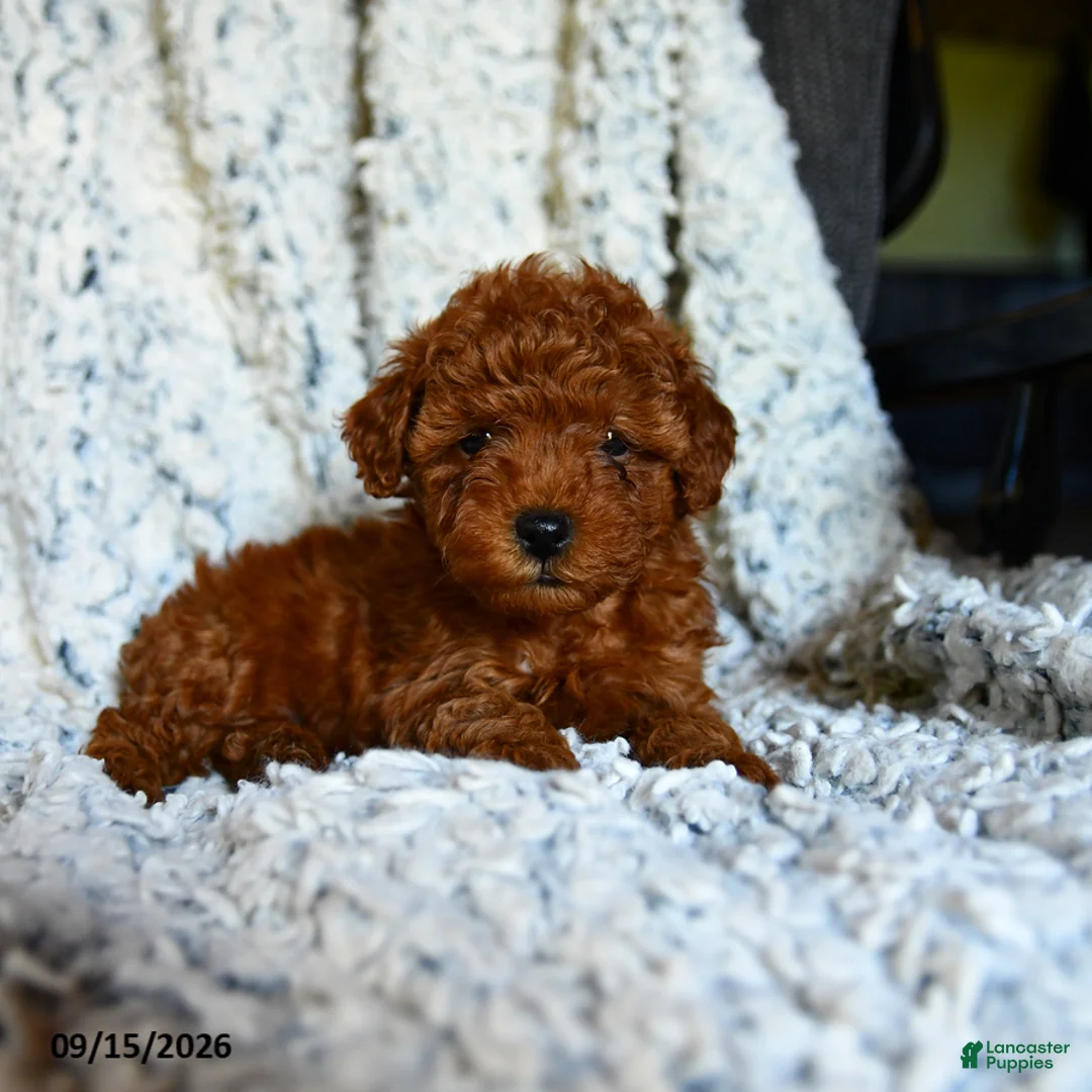 Toy Poodle dogs for sale: Lollipop - Ad 1