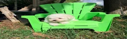 Bichon Frise dogs for sale: Bichon Frise Puppy 1 - Ad 4