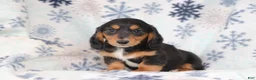 Dachshund dogs for sale: Ronny  - Ad 4