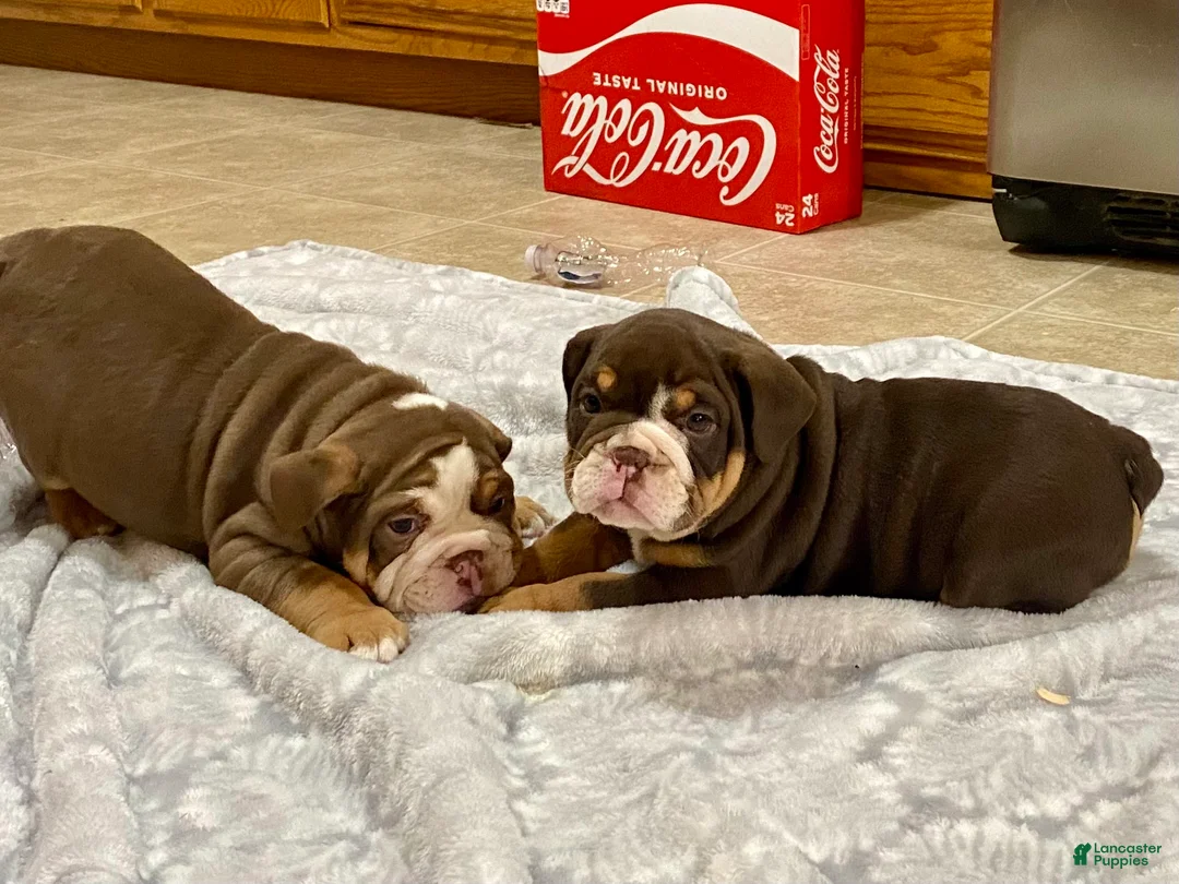 English Bulldog dogs for sale: Dozer - Ad 7
