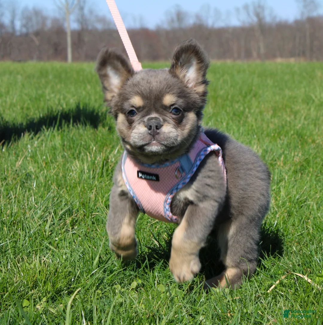 French Bulldog dogs for sale: Stella - Ad 2