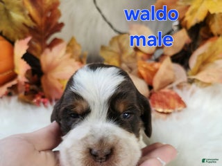 English Springer Spaniel dogs English Springer Spaniel litter of 5 puppies - Ad 19