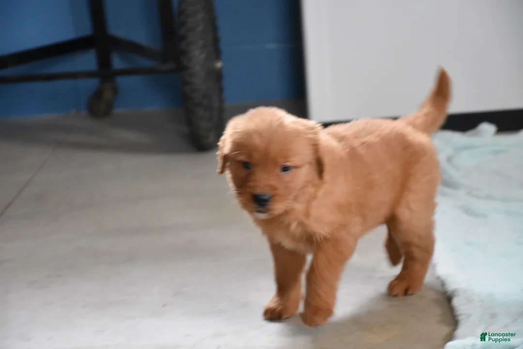 Golden Retriever dogs for sale: Sydney   Genetic/OFA - Ad 9