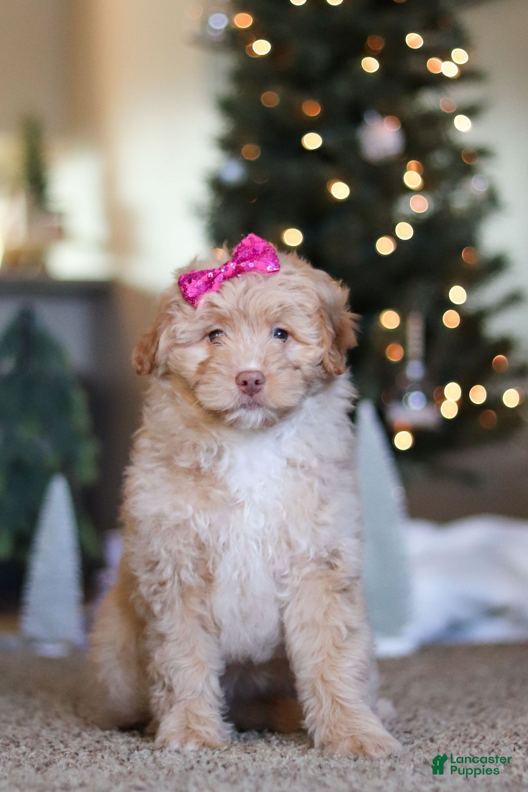 Mini Bernedoodle dogs for sale: Penny - Ad 4