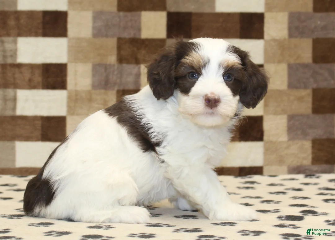 Mini Bernedoodle dogs for sale: AJ - Ad 16