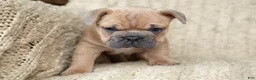 French Bulldog dogs for sale: Pauly AKC - Ad 3