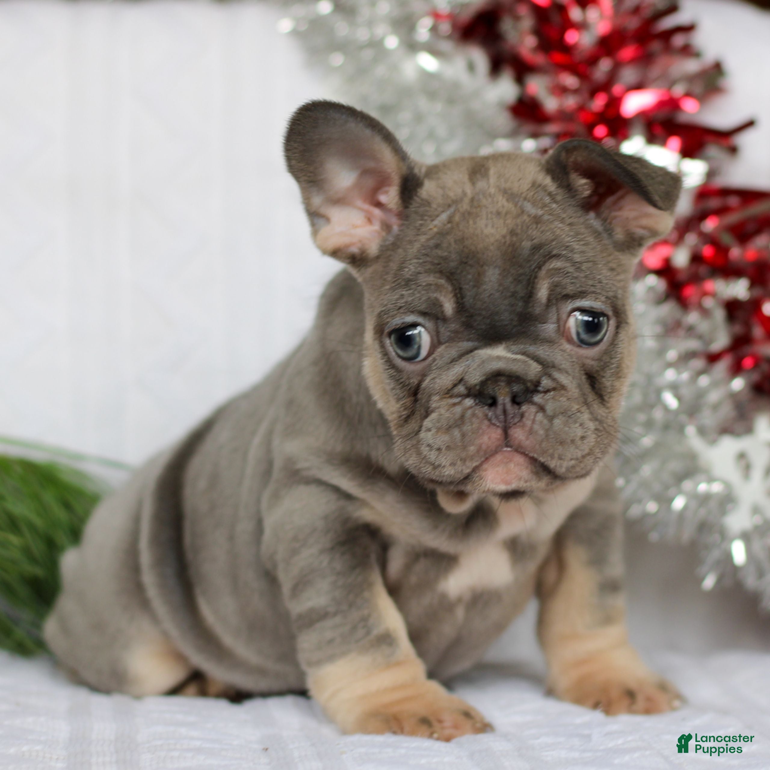 French Bulldog dogs Nola  - Ad 24