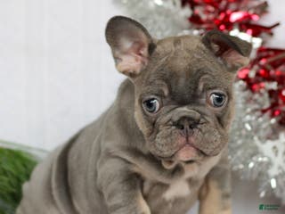 French Bulldog dogs Nola - Ad 7