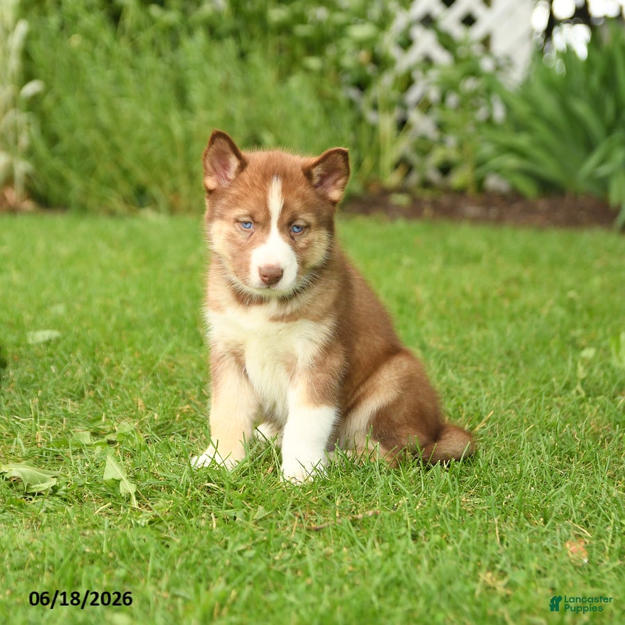 Siberian Husky dogs Holly - Ad 1