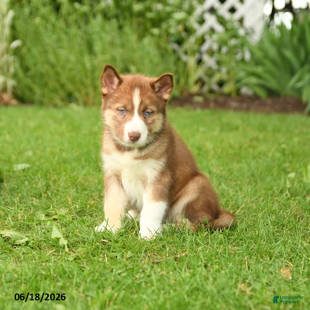 Siberian Husky dogs for sale: Holly - Ad 1