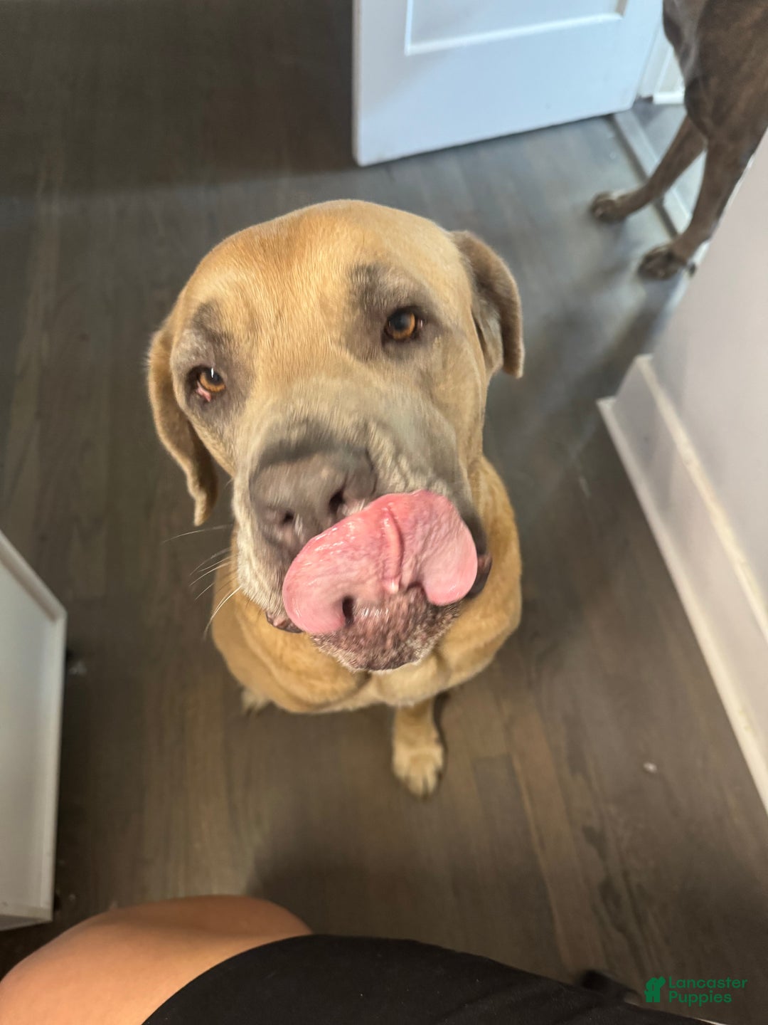 Cane Corso dogs for sale: Cane Corso Puppy 2 - Ad 12