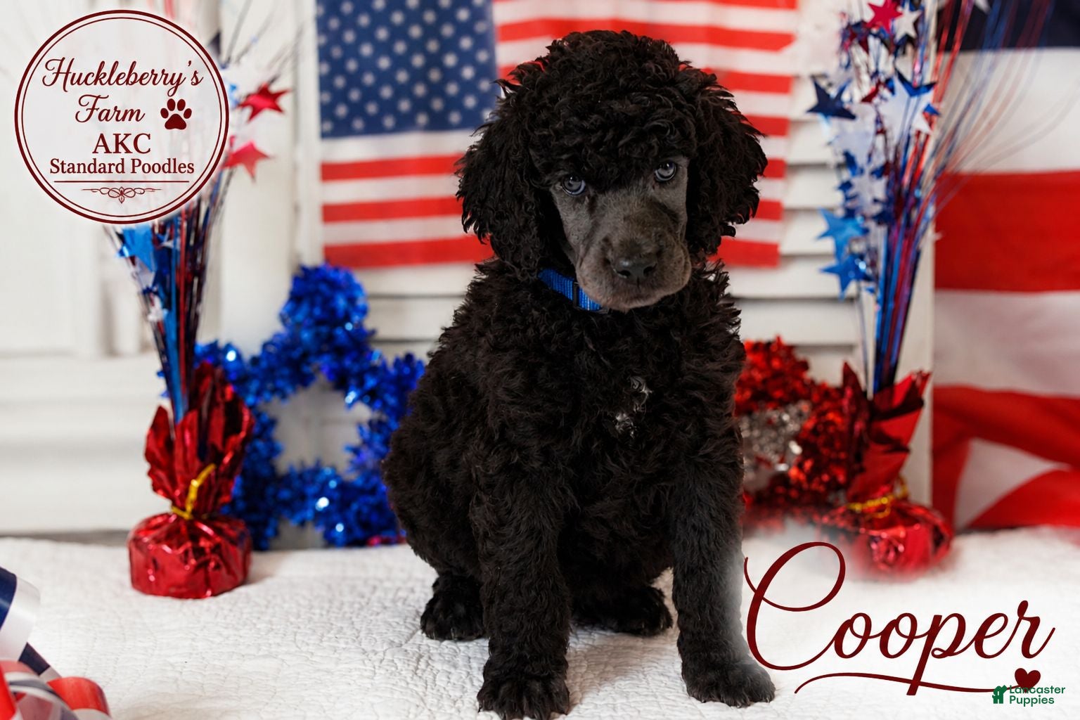 Standard Poodle dogs for sale: Cooper - Ad 4