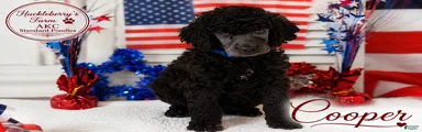 Cooper