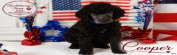 Standard Poodle dogs for sale: Cooper - Ad 1