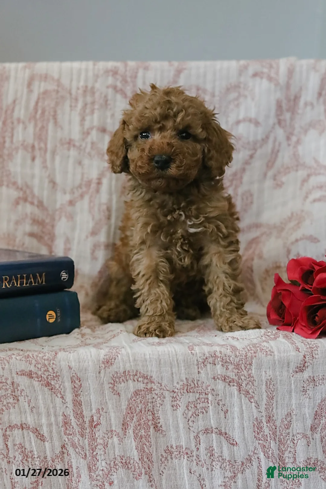 Cockapoo dogs for sale: Jared - Ad 4