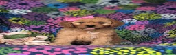 Cavapoo dogs for sale: Tootsie - Ad 2