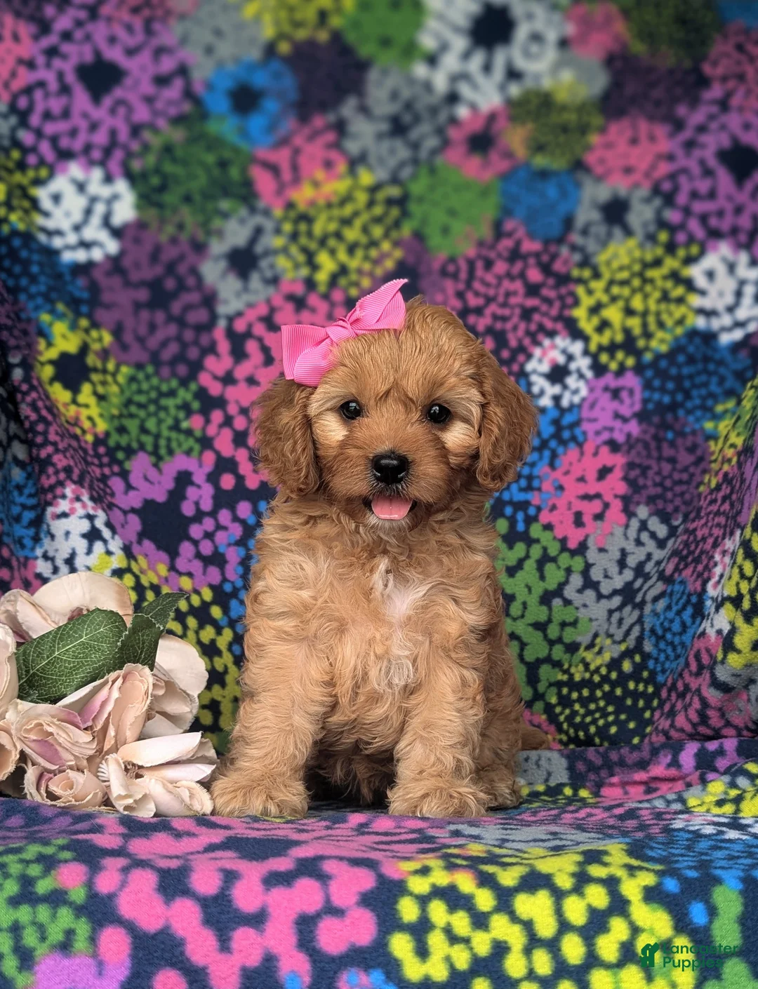 Cavapoo dogs for sale: Tootsie - Ad 2