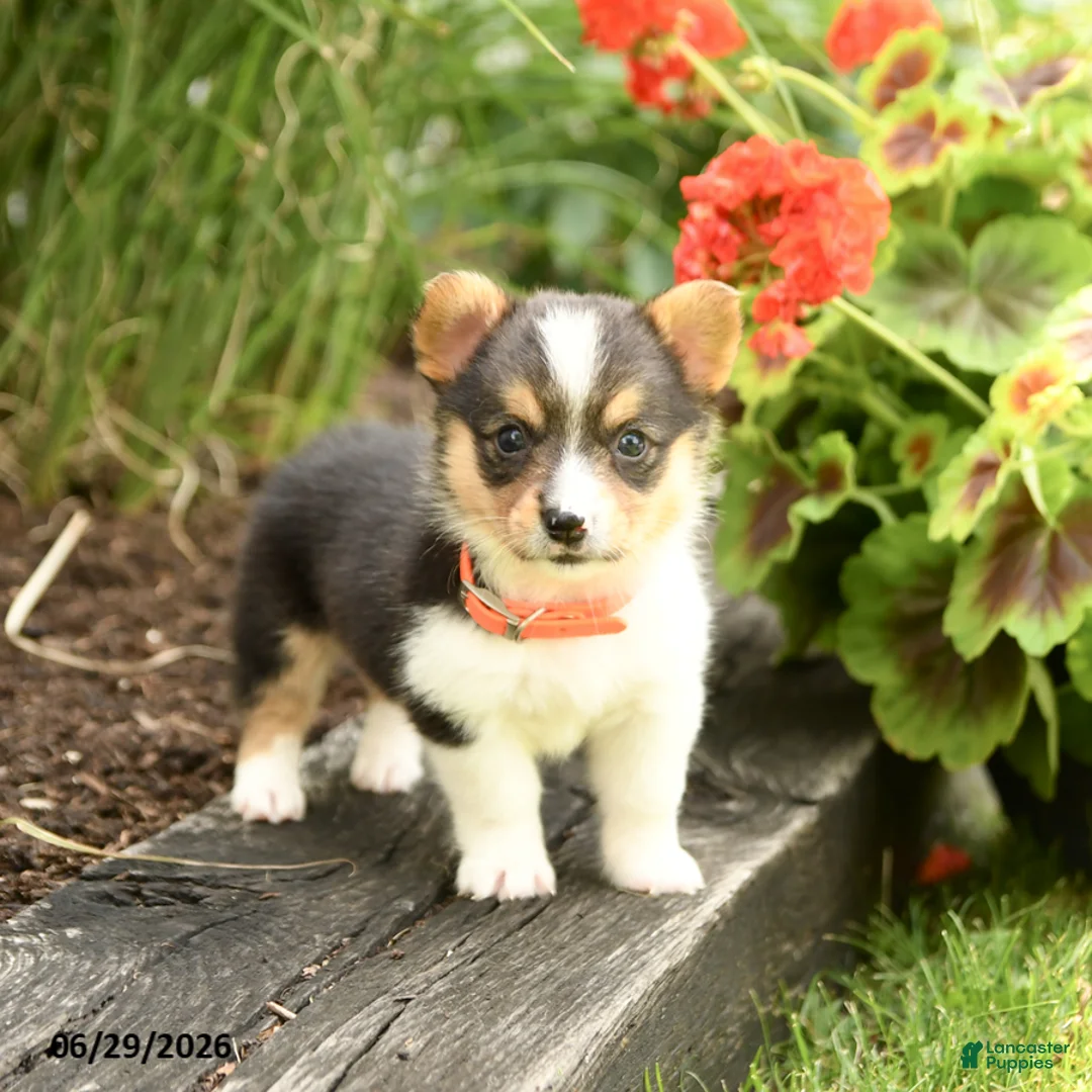Welsh Corgi Pembroke dogs for sale: Pepper - Ad 1