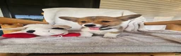 Welsh Corgi Pembroke dogs for sale: Haymitch - Ad 2