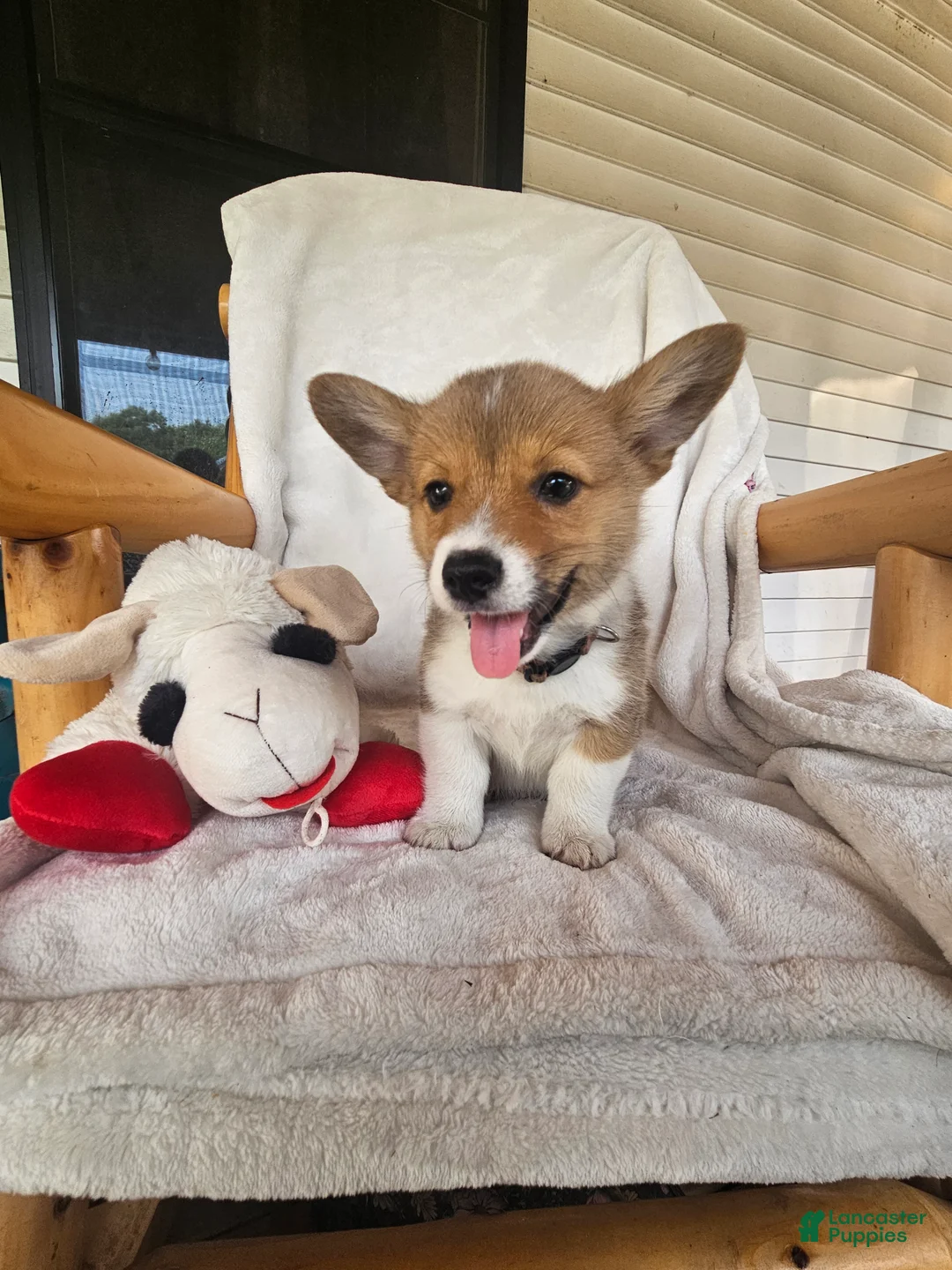 Welsh Corgi Pembroke dogs for sale: Haymitch - Ad 2