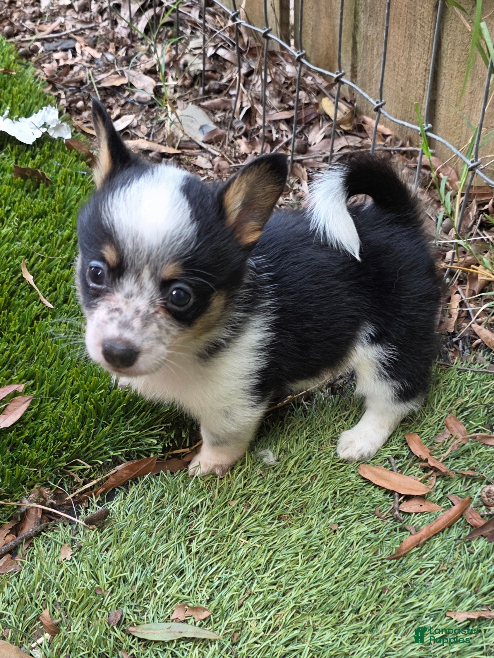 Mixed Breed dogs Peterpan (mini cowboy corgi) - Ad 2