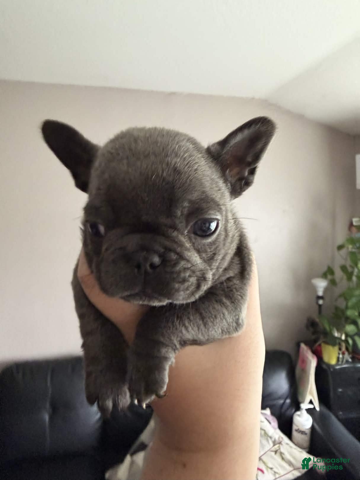 French Bulldog dogs Gremlina - Ad 7