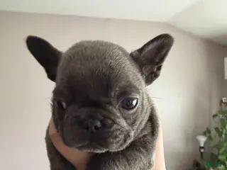 French Bulldog dogs Gremlina - Ad 7