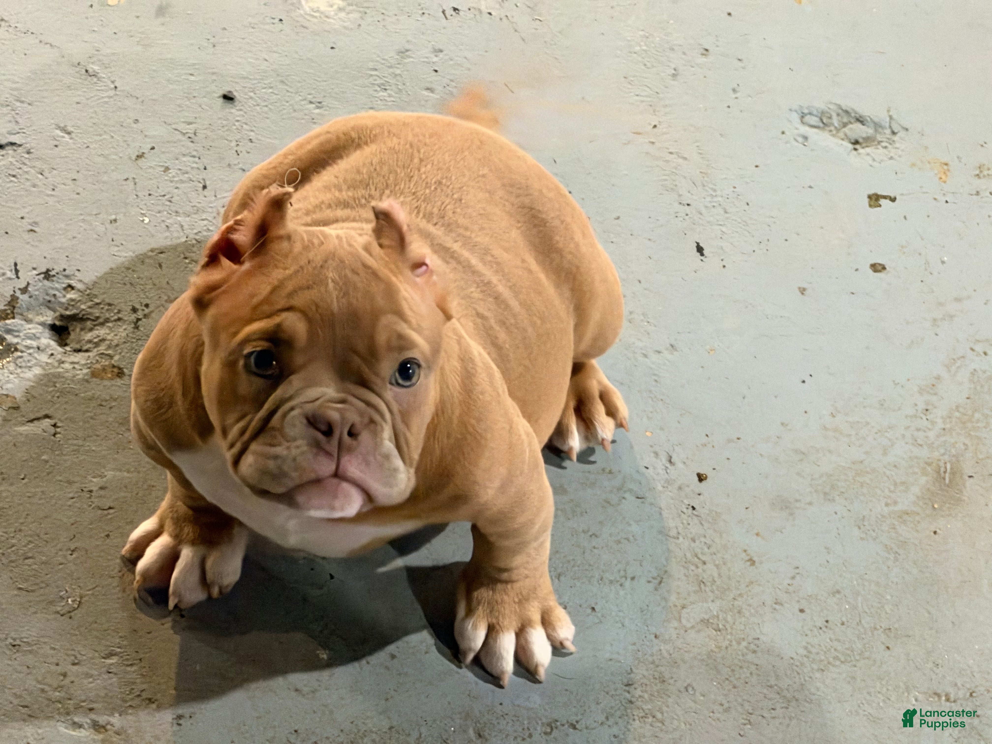 American Bully dogs Princess Peach - Ad 1