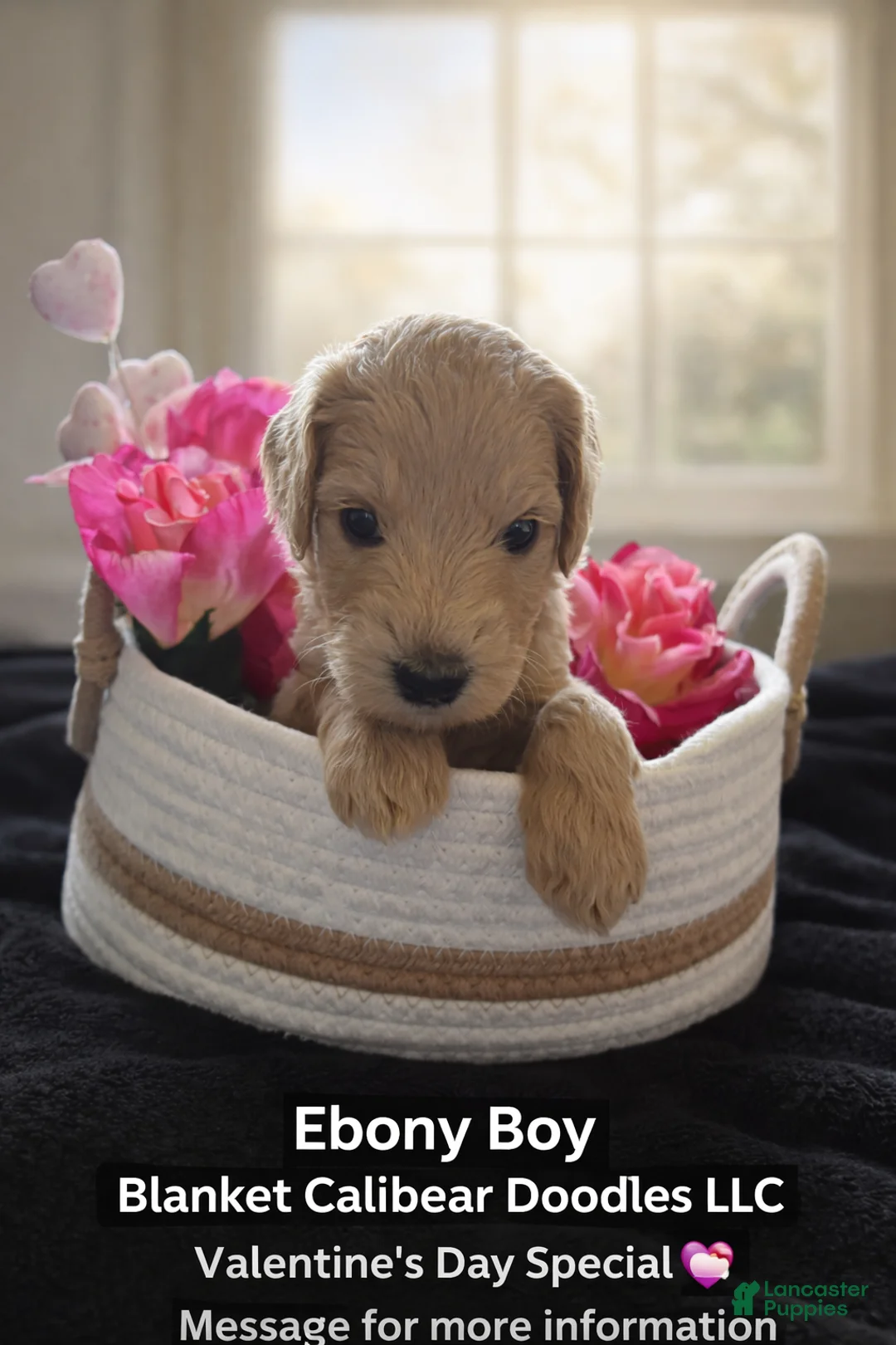 Goldendoodle dogs for sale: Goldendoodle Puppy 1 - Ad 1