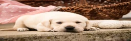 Labrador Retriever dogs for sale: Shalom - Ad 3