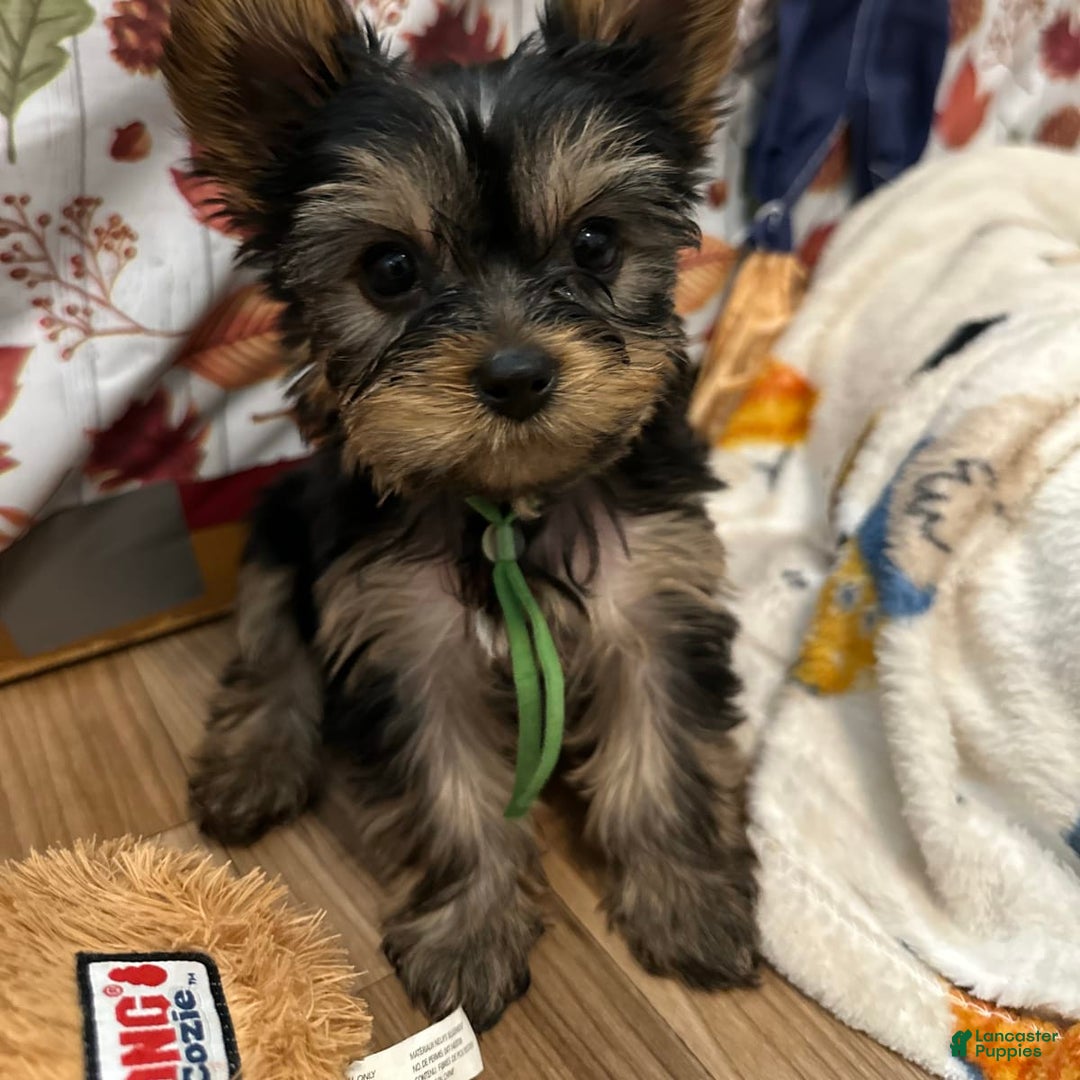 Gallery Image {{count}}