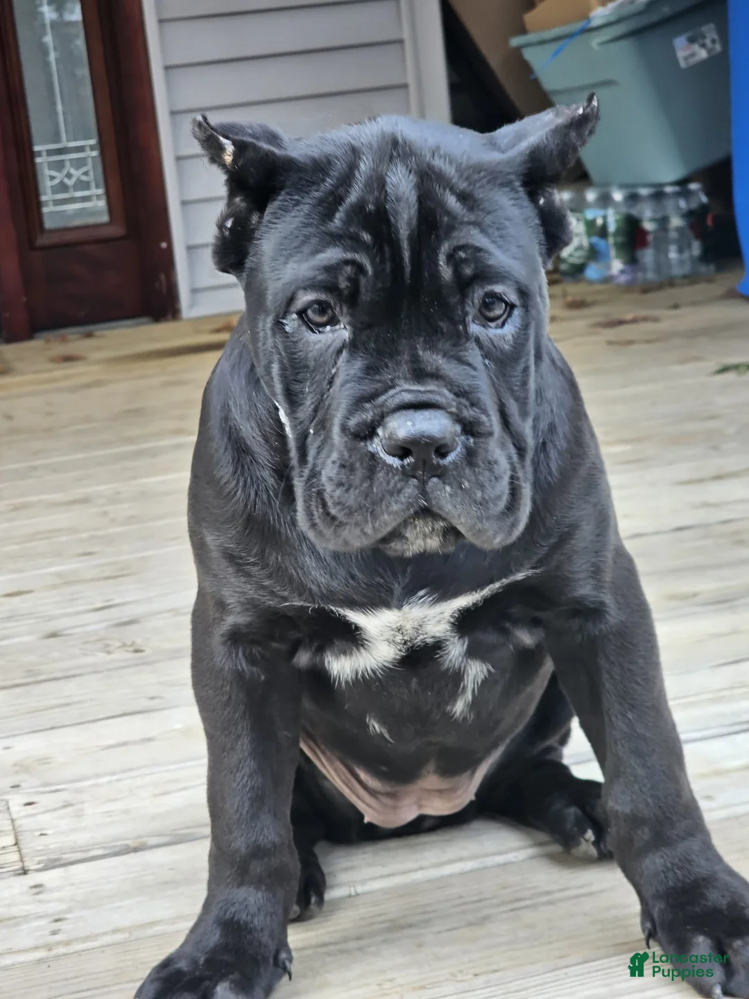 Cane Corso dogs for sale: QUEENIE - Ad 11