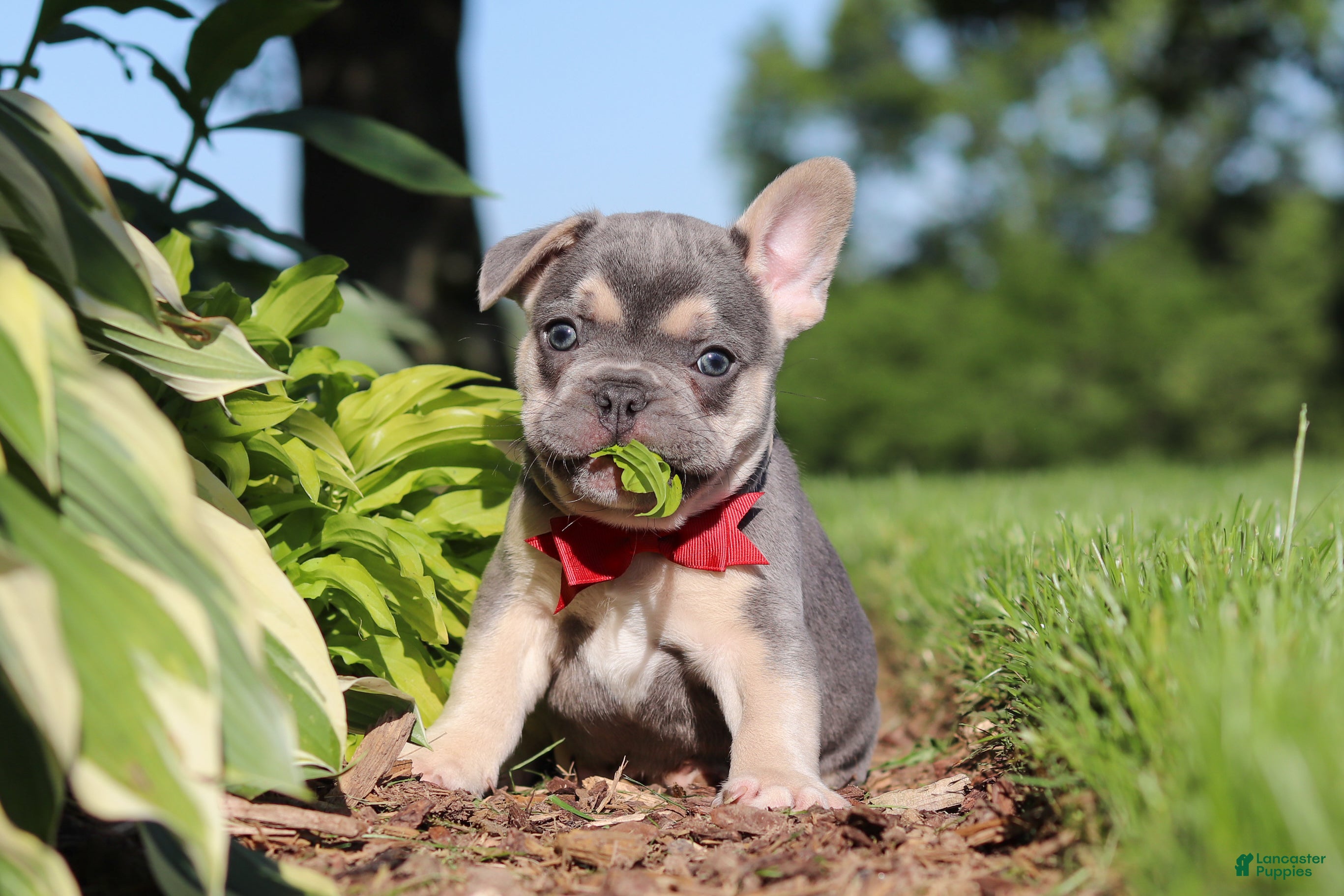 French Bulldog dogs for sale: Parker - Ad 2