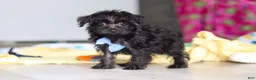 Yorkiepoo dogs for sale: Ricky - Ad 20