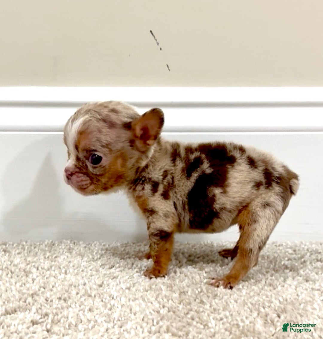 English Bulldog dogs for sale: Kookie - Ad 1