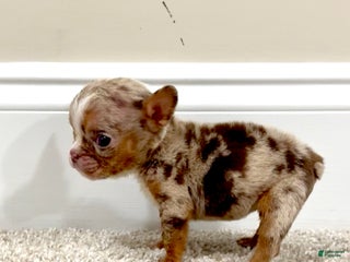 English Bulldog dogs Kookie - Ad 3