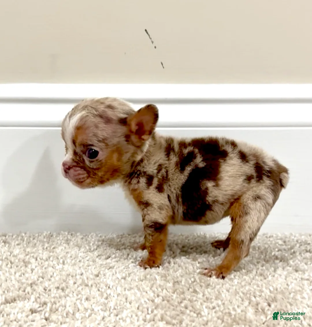 English Bulldog dogs for sale: Kookie - Ad 1