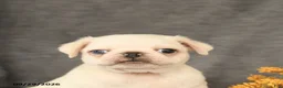 Pug dogs for sale: Kipper - Ad 5
